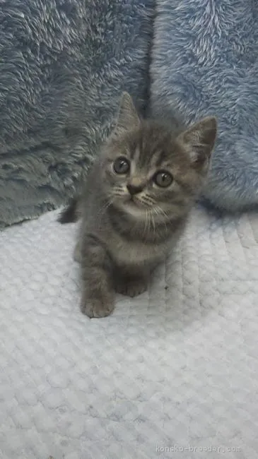 ID:1908-01365の子猫