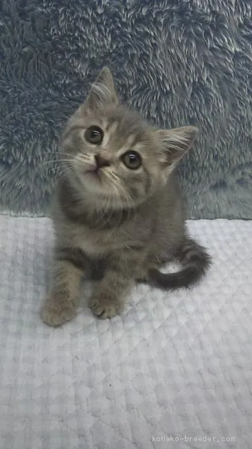 ID:1908-01366の子猫