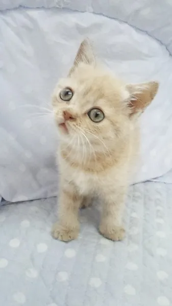 ID:1304-00089の子猫