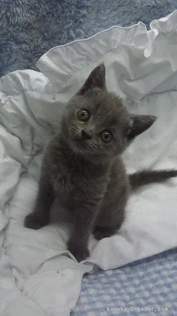 ID:1709-00647の子猫
