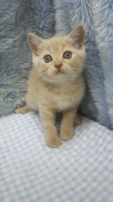 阿部一族 様のお迎えした子猫