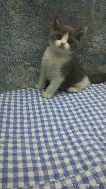 ID:2005-00296の子猫