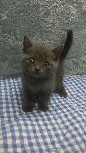 ID：1911-00150の子猫