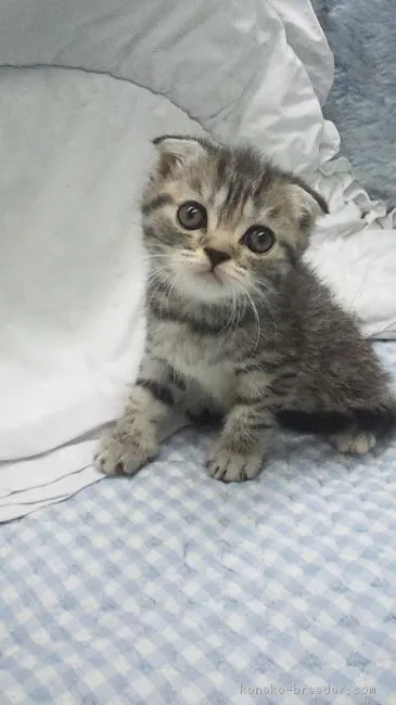 にぼし 様のお迎えした子猫