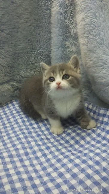 ID:2003-01241の子猫