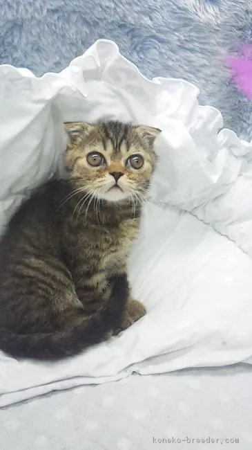じゅん 様のお迎えした子猫