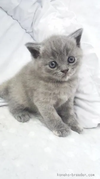ID:1509-00052の子猫