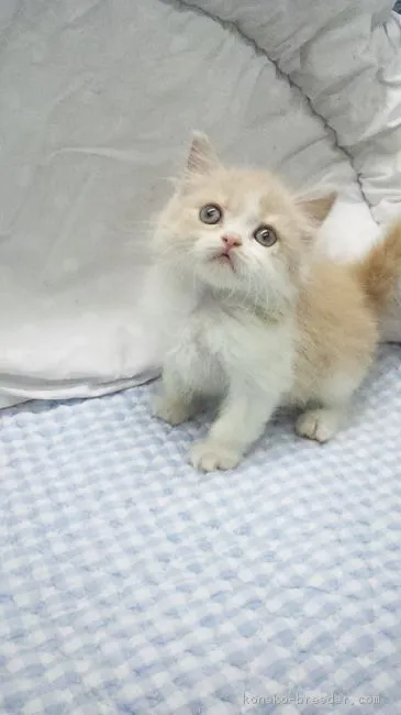 ID：1804-01288の子猫