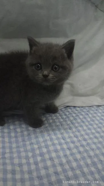 ID：1710-01035の子猫