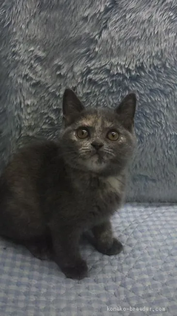ID：1906-01277の子猫