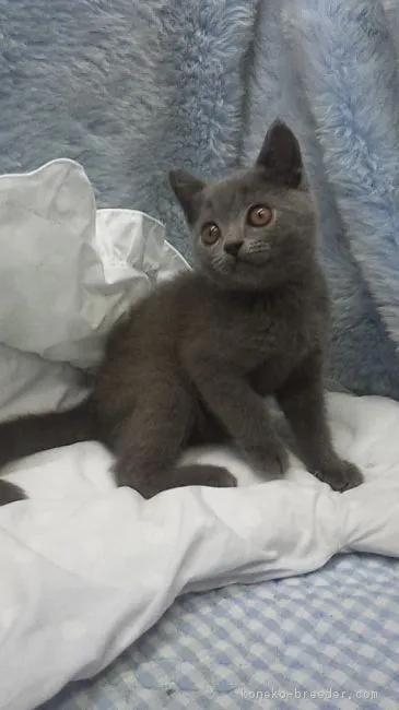 ID:1709-00288の子猫