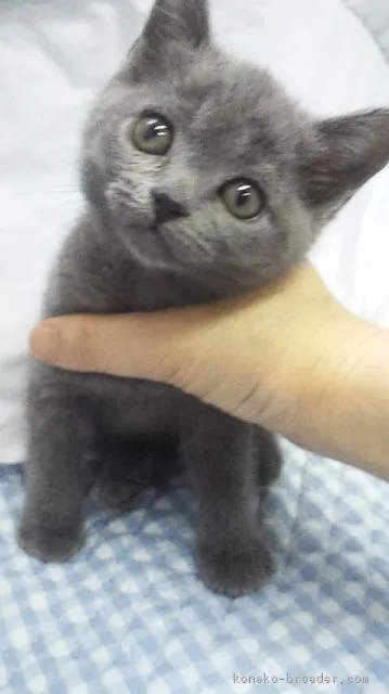 ID:1603-00653の子猫