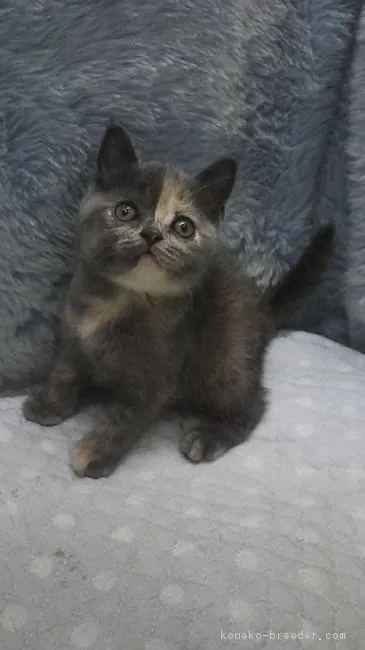 チエ 様のお迎えした子猫