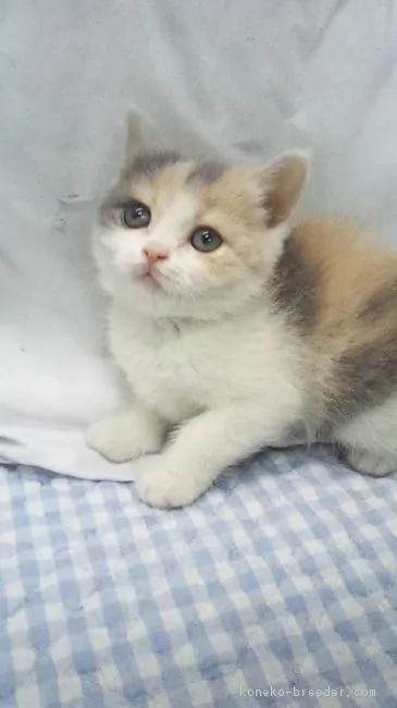 ID：1703-00898の子猫