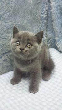 ブリティッシュショートヘア【東京都・女の子・2018年8月18日・ブルー】の写真「父ＩＣＣグランドチャンピョン・小ぶり予想」