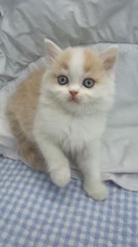 ブリティッシュショートヘア【東京都・男の子・2016年9月21日・クリーム&ホワイト（セミロング））】の写真「父ＩＣＣグランドチャンピョン」