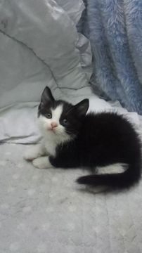 スコティッシュフォールド(折れ耳)【東京都・男の子・2018年6月6日・ブラック&ホワイト】の写真「小ぶり予想」