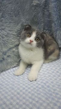 スコティッシュフォールド(折れ耳)【東京都・女の子・2018年6月22日・ダイリュートキャリコ】の写真「小ぶり予想」