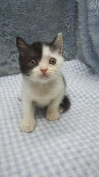 スコティッシュフォールド(立ち耳)【東京都・男の子・2018年7月3日・ブラック&ホワイト】の写真「小ぶり予想」