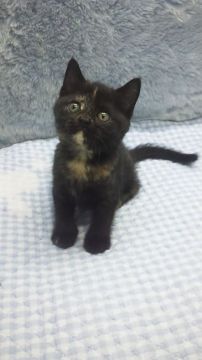 スコティッシュフォールド(立ち耳)【東京都・女の子・2018年3月17日・トーティ】の写真「小ぶり予想」