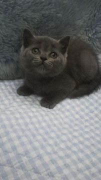 ブリティッシュショートヘア【東京都・女の子・2018年8月15日・ブルー】の写真「父ＩＣＣグランドチャンピョン・小ぶり予想」