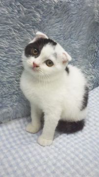 スコティッシュフォールド(折れ耳)【東京都・女の子・2018年6月22日・ブラック&ホワイト】の写真「小ぶり予想」