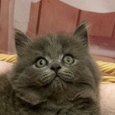 ブリティッシュロングヘア