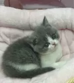 ブリティッシュショートヘア【東京都・女の子・2024年6月4日・ブルー&ホワイト】の写真3