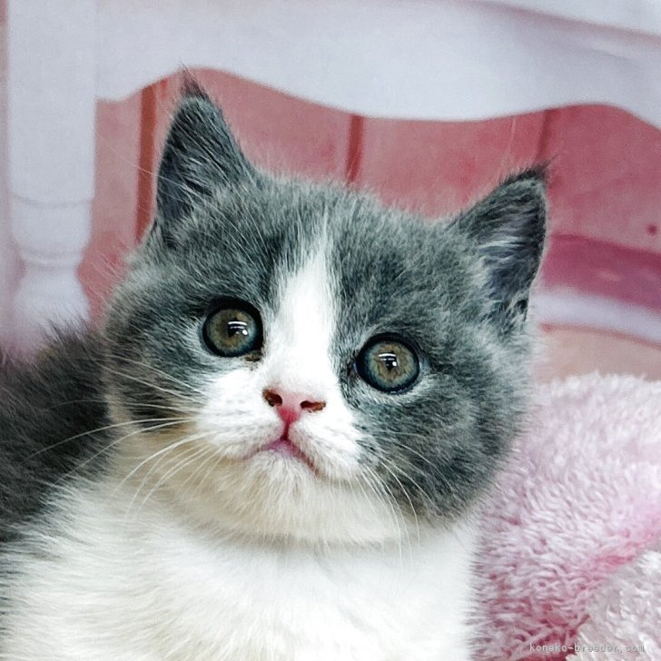 じゃれねこ『生花×ブルーローズ』1ペアのみ★ じゃれねこ『生花×ブルーローズ』1ペアのみ☆ アクセサリー