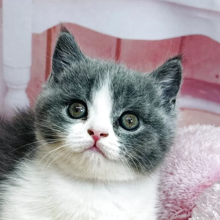 sato 様のお迎えした子猫