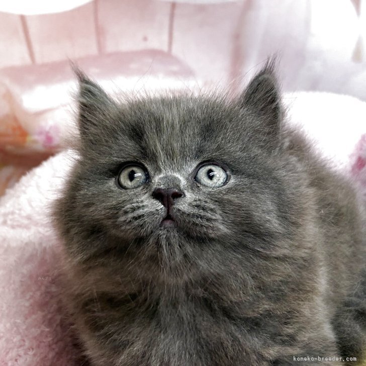 ブリーダー画像