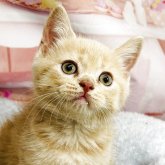 ブリティッシュショートヘア