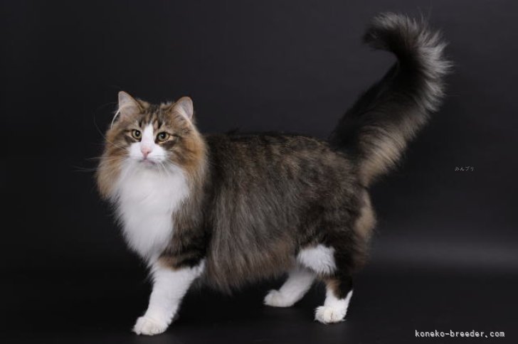 ノルウェージャンフォレストキャット【・男の子・2019年4月4日・ブラウンマッカレルタビー&amp;ホワイト】「全身の立ち姿が綺麗です！」