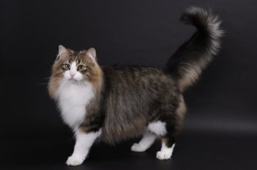 ゆみネコ シナダ SHINADA ぬいぐるみ もちねこ クロ(L) MONE-0350B