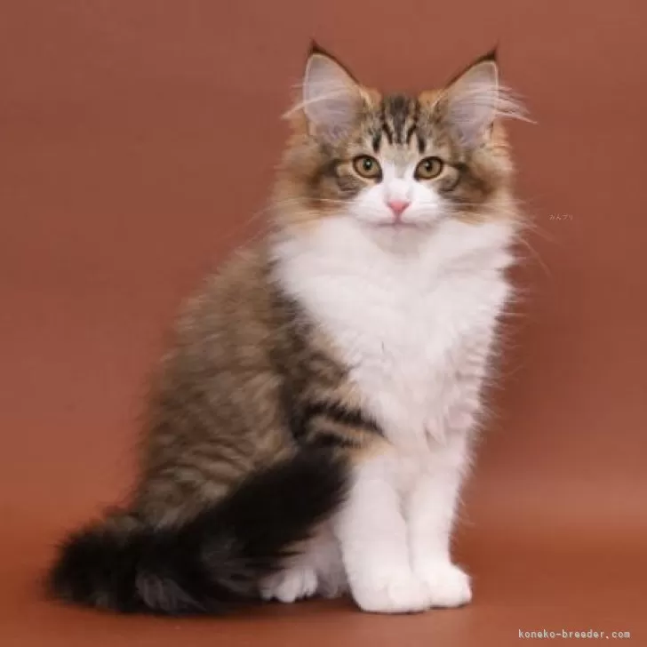 M.H 様のお迎えした子猫