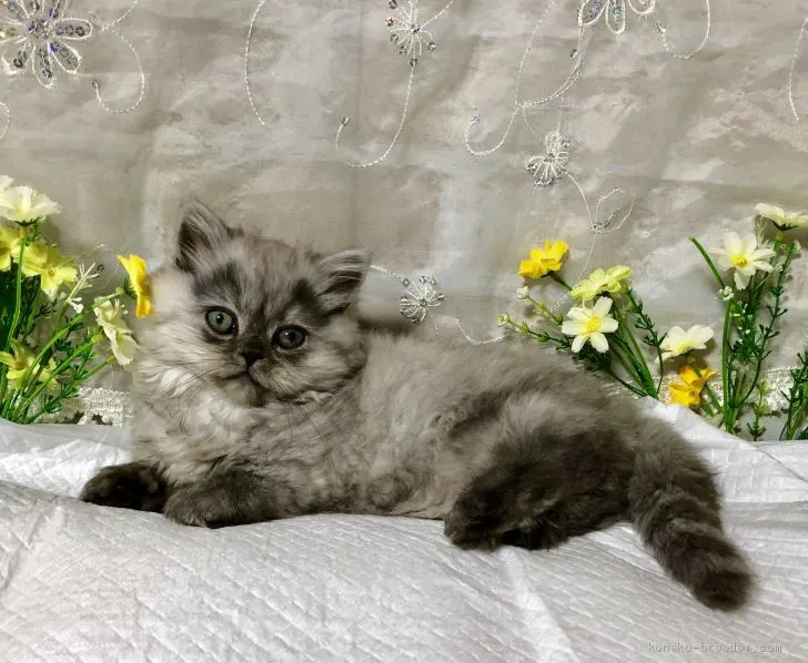 ID:1904-00308の子猫