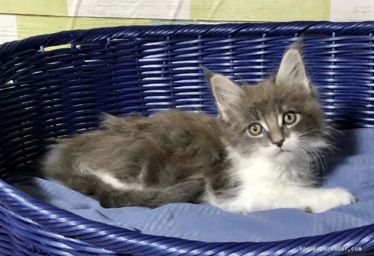 ジョーンズ 様のお迎えした子猫