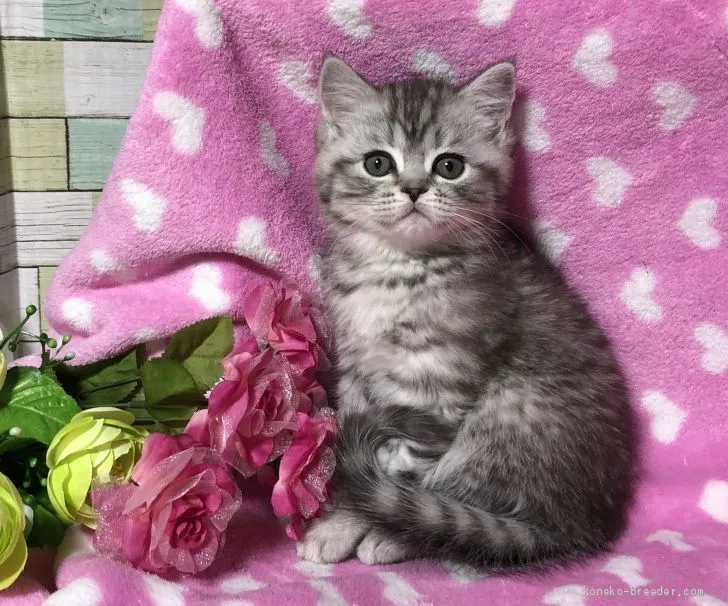 ID:1912-00564の子猫