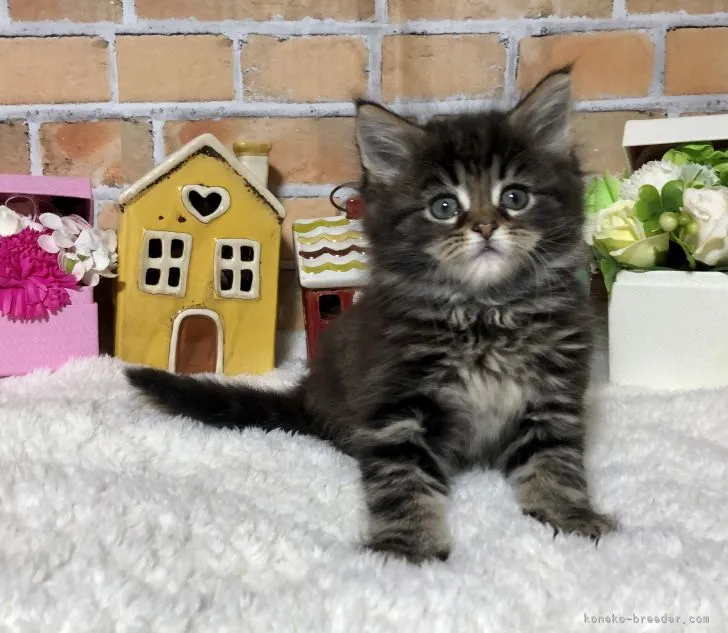 ID：2203-00294の子猫