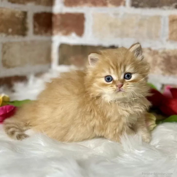 ミヌエット(長足)【熊本県・男の子・2024年1月28日・クリーム】の写真1