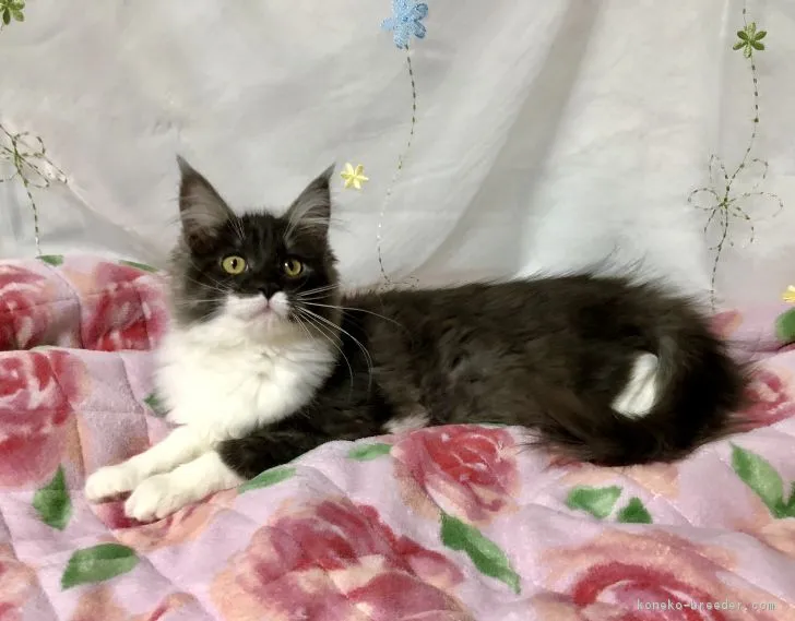 ID:1710-01080の子猫