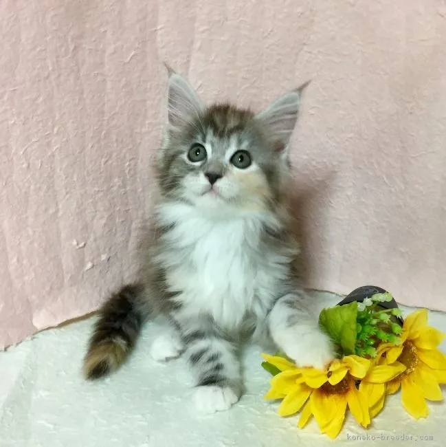 ID:1706-00765の子猫