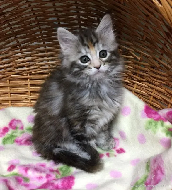 kaaaako 様のお迎えした子猫