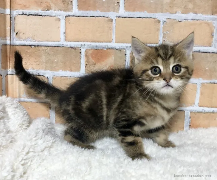 ID：2202-00609の子猫