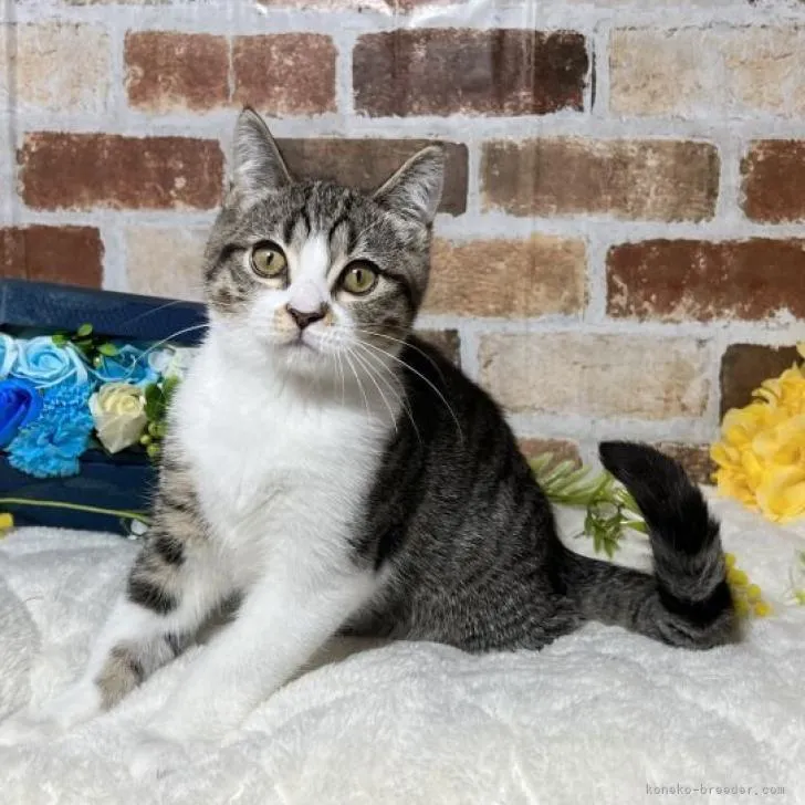 ミヌエット(長足)【熊本県・男の子・2022年10月23日・ブラックタビー】の写真1