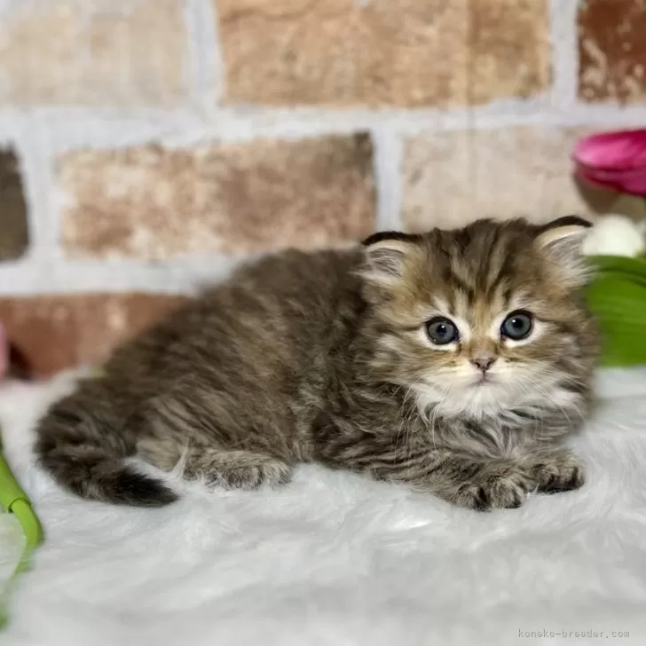 ID:2403-02121の子猫