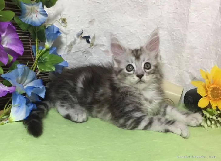ID:1707-00362の子猫