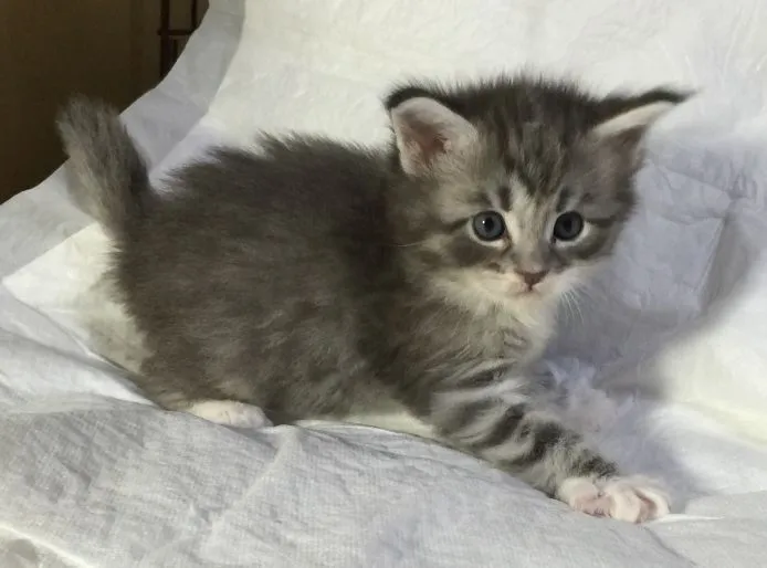 ID：1505-00210の子猫