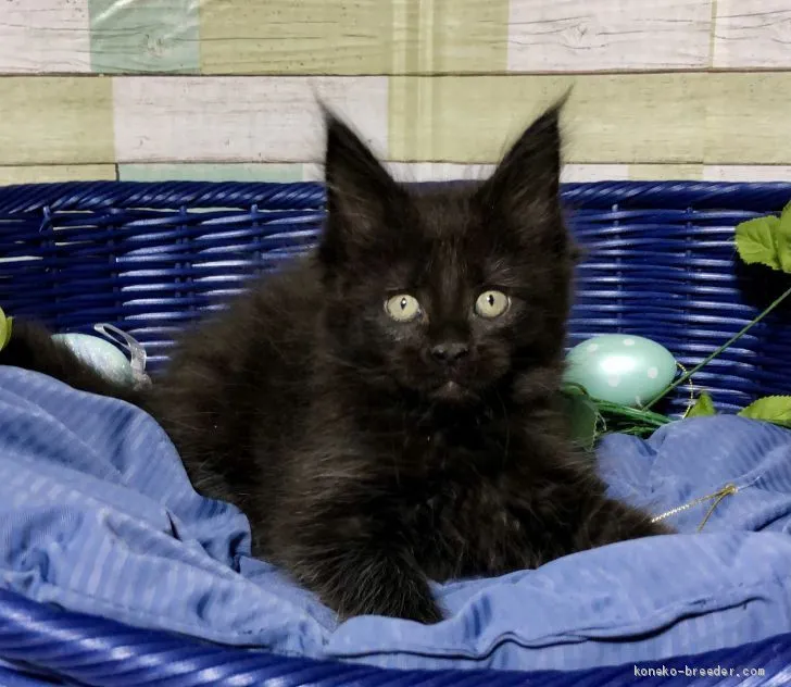 ひろ 様のお迎えした子猫