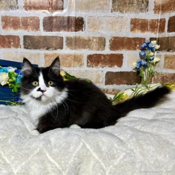 ID：2212-00032の子猫